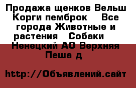 Продажа щенков Вельш Корги пемброк  - Все города Животные и растения » Собаки   . Ненецкий АО,Верхняя Пеша д.